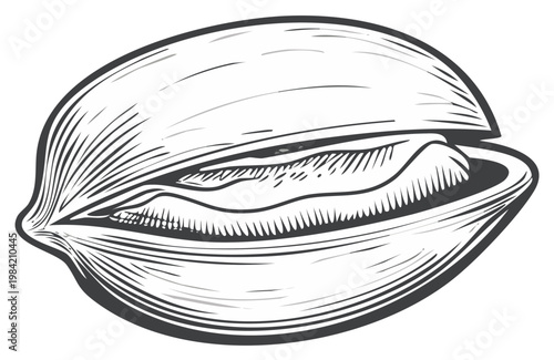 Open Pistachio Nut Kernel in Shell Hand Drawn Illustration Style Black and White for Healthy Snack