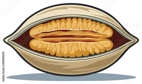 Detailed illustration of a single pecan nut in its natural shell showing the edible kernel halves