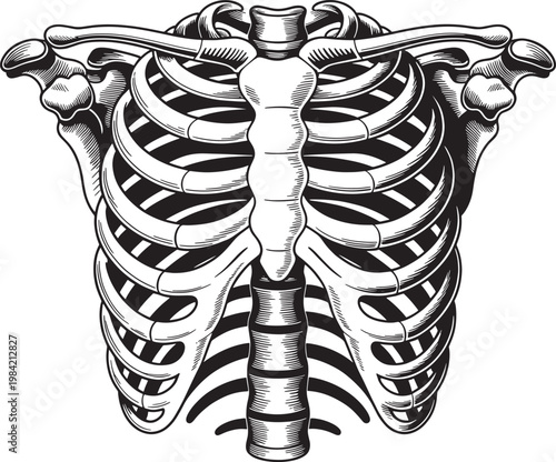 Detailed black and white engraving of a human rib cage skeleton, vintage anatomical illustration