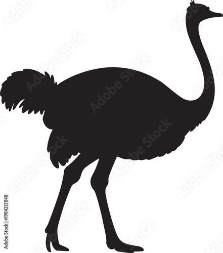 Ostrich bird isolated on transparent background, side view silhouette illustration