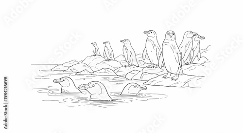 Group of penguins swimming in water and standing on rocky shore