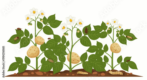 Green potato plants with white flowers, brown tubers and various pests