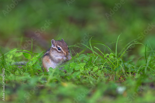 エゾシマリスの子供