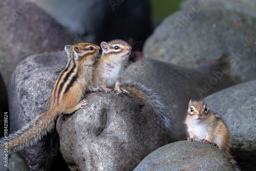 エゾシマリスの子供