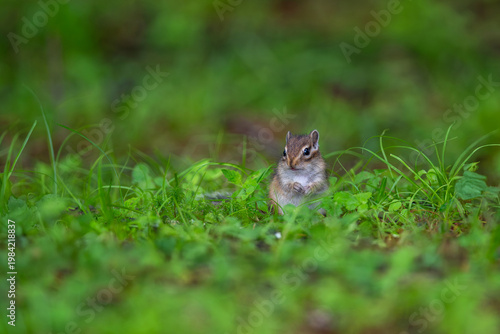 エゾシマリスの子供