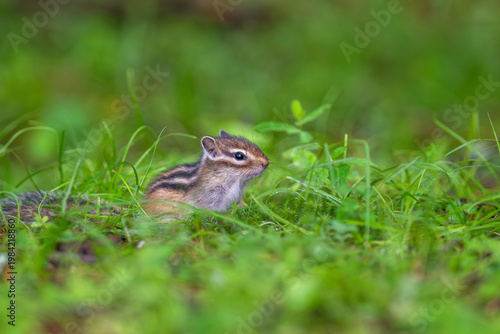 エゾシマリスの子供
