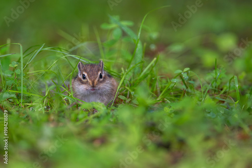 エゾシマリスの子供