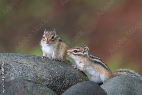 エゾシマリスの子供