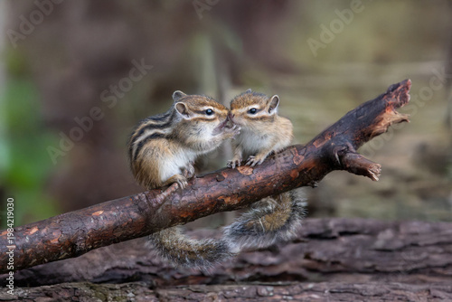 エゾシマリスの子供