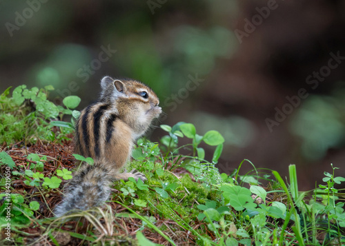 エゾシマリスの子供
