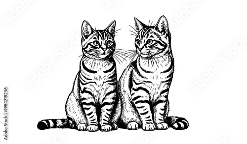 Hand drawn realistic cat pair vector sitting domestic felines detailed sketch illustration