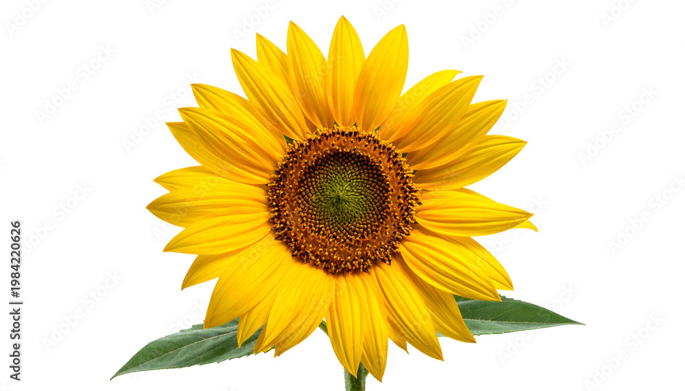 Fototapeta premium Bright yellow sunflower with prominent central disc and green leaves against a black background