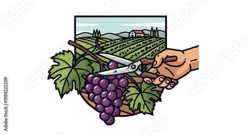 Harvesting grapes in a vineyard with a farm and hills in background