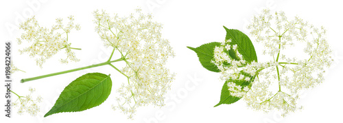 Elderberry flower or Sambucus nigra isolated on a white background.