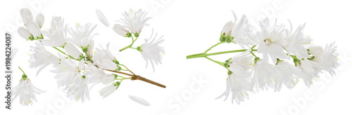 deutzia flowers isolated on a white background