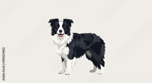 Standing black and white Border Collie dog illustration, vector art isolated on a white background, featuring a long-haired shepherd breed with an open mouth and alert expression.
