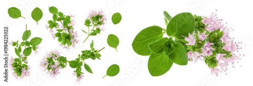 Fotografie blooming oregano isolated on white background. Top view. Flat lay
