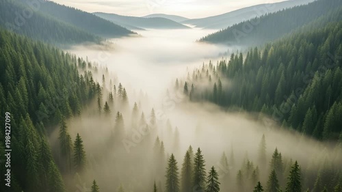 Misty valley landscape with evergreen trees and mountains at dawn  