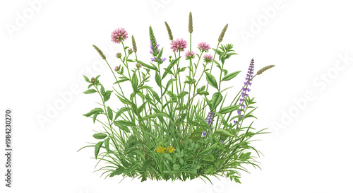A cluster of wildflowers and grass on a white background
