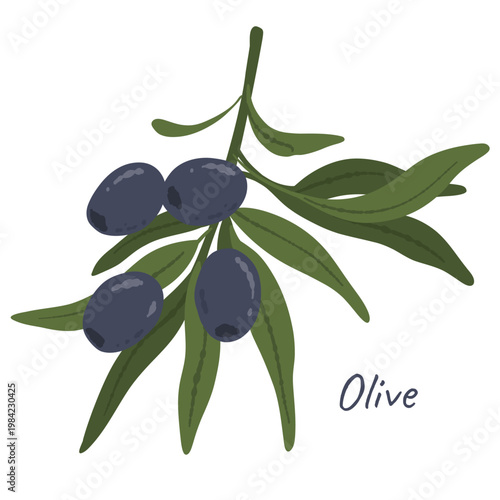 Olive branch with black ripe olives and green leaves, on light background. For labels, packaging, menus, Mediterranean food design.