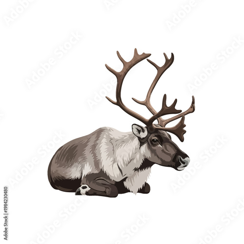 Detailed vector-style illustration of a reindeer with large branched antlers resting in a lying position, featuring thick brown and white fur, isolated on a plain white background.