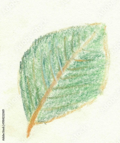 Colored pencil green leaf drawing simple botanical illustration scan