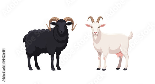 Vector illustration of a black woolly ram with large curved horns and a white domestic goat with horns and beard, side view isolated on white background, farm livestock animals.