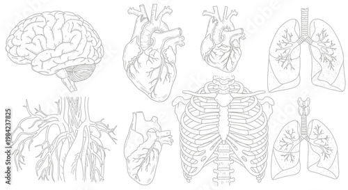 Set of human anatomy line drawings including brain, lungs, heart, rib cage, and circulatory system