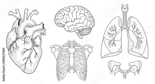 Hand-drawn anatomical sketches and detailed diagrams of essential human organs and skeletal structures heart, brain, lungs, rib cage, pelvis. Perfect for scientific education