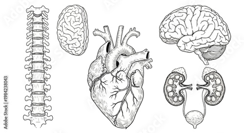 A collection of anatomical illustrations featuring the spine, brain, heart, and kidneys, ideal for medical and educational content
