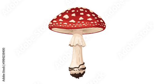 Vector illustration of a fly agaric mushroom (Amanita muscaria) featuring a vibrant red cap with white textured spots, visible gills underneath, a white stem with an annulus and bulbous base.