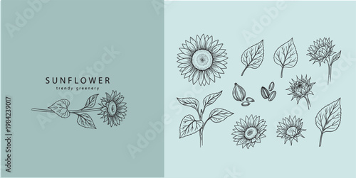 A professional set of hand-drawn sunflower botanical illustrations. High-quality line art in a classic organic food packaging, summer-themed branding, wedding stationery, and eco-friendly design