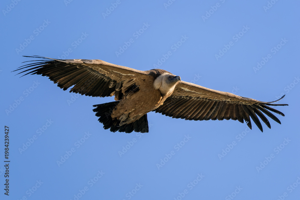 Fototapeta premium Griffon Vulture - Gyps fulvus, large brown white headed vulture from Old World and Africa, Spain.