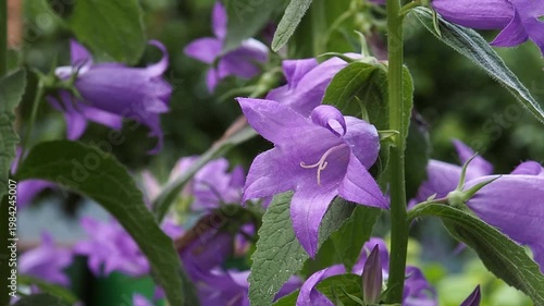 A beautiful bluebell blooms in the garden. Close up of a bell in the park in summer.