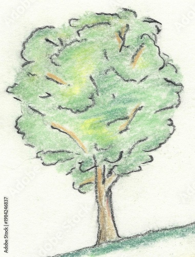 Colored pencil tree drawing simple green foliage hand drawn illustration