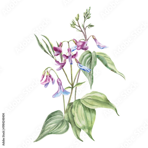 Photos A bouquet of delicate lilac-blue wildflowers called mouse peas