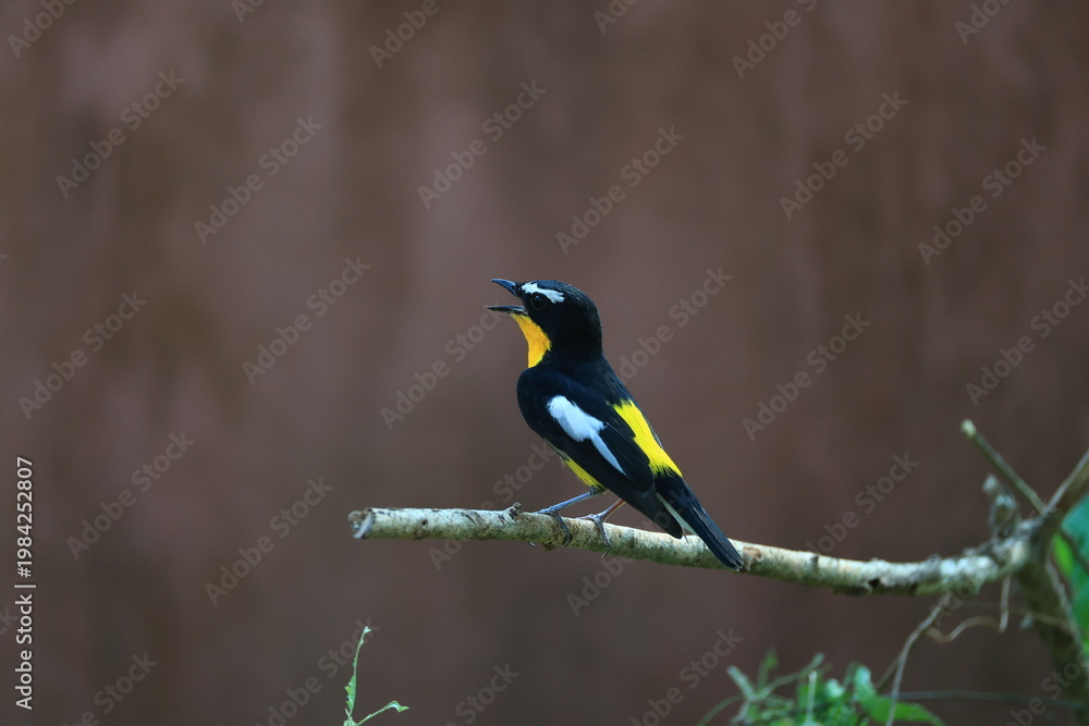 Fototapeta premium The Yellow-rumped Flycatcher is a migratory bird that can be found in parks, community forests, or natural forests throughout Thailand.