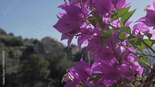 bougainvillier en fleur