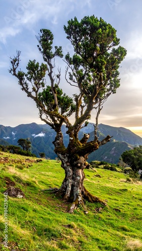 Gnarled tree in green field with mountains. Evening light. Serene landscape, vertical