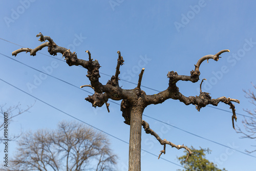 Wallpaper Mural Candelabrashaped Pollarded Tree Against Clear Blue Sky With Stark Branches Spreading Like Arms, Electrical Wire And Distant Treeline Adding Urban Context, Sharp Silhouette And Strong Graphic Torontodigital.ca