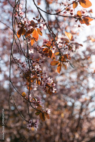 Wallpaper Mural Delicate Blossoms Showcasing Soft Springtime Colors. Vivid Pastel Flowers Paired With Copper Leaves Beneath Light Sky. Vivid Scene Of Pastel Blossoms And Copper Foliage Set Against Pale Sky In Spring Torontodigital.ca
