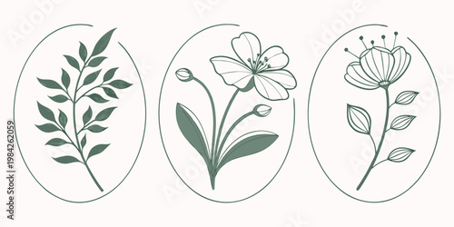 Collection of three floral botanical designs framed in minimalist oval shapes with botanical illustration minimalist decoration blooming stylized aesthetic decorative