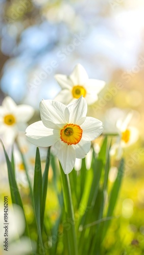 White daffodils with orange centers in sunshine. Spring blooms against a soft green and blue bokeh background