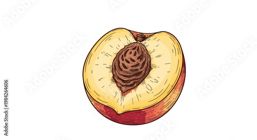 Detailed hand drawn illustration of a halved ripe peach showing the inner yellow flesh and textured brown pit.