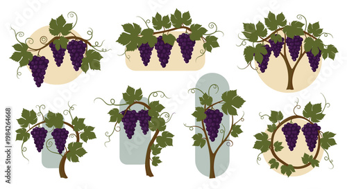 Collection of various grape vine illustrations with clusters of purple grapes, green leaves, and curling tendrils on backgrounds.