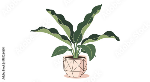 Beautiful illustration of a large indoor tropical plant with dark green wavy leaves in a stylish geometric pattern pot.