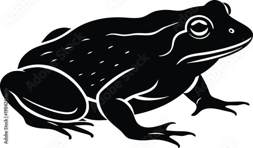 Frog toad amphibian vector graphic illustration