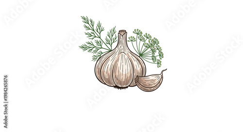 Detailed hand drawn illustration of a whole garlic bulb and a single clove with fresh green dill sprigs isolated on a white background.