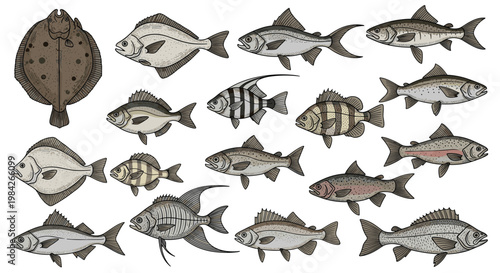 Detailed collection of diverse saltwater and freshwater fish species illustrated in a vintage scientific drawing style on white background.