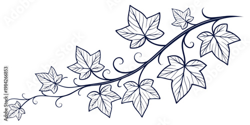 Detailed ivy vine branch with decorative curls nature inspired botanical climbing ornamental illustration monochrome decoration isolated minimalist decorative background